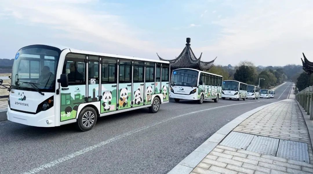“熊猫天团”来了！玛西尔23座观光车抵达岳阳中华大熊猫苑！